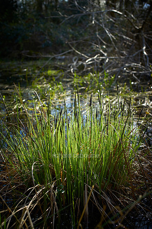 V10D24 Sedge, Thompson Common, Norfolk, UK
