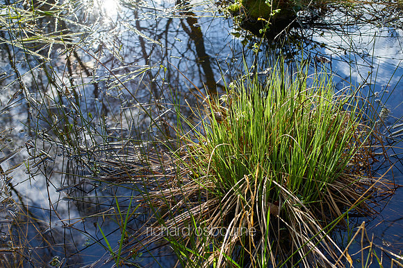 V10D23  Sedge, Thompson Common, Norfolk, UK
