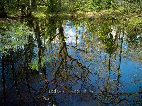 V10D27  Pond, Thompson Common, Norfolk, UK