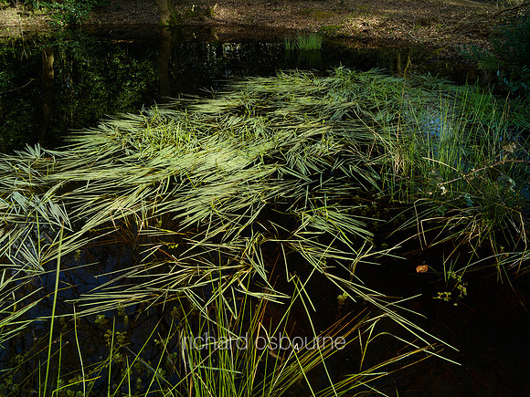 V10D26  Pond, Thompson Common, Norfolk, UK