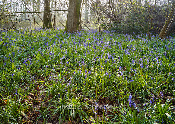 V10N10  NWT Wayland Wood, Norfolk, UK