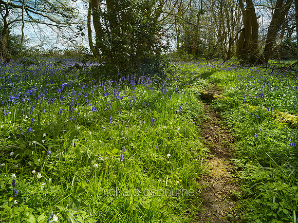 V10F12  NWT Wayland Wood, Norfolk, UK