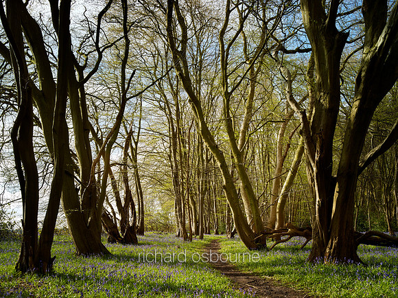 V10F12  NWT Wayland Wood, Norfolk, UK