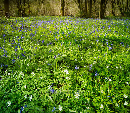 V10W14  NWT Wayland Wood, Norfolk, UK
