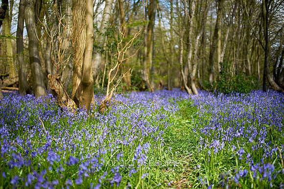 V10W16  NWT Wayland Wood, Norfolk, UK