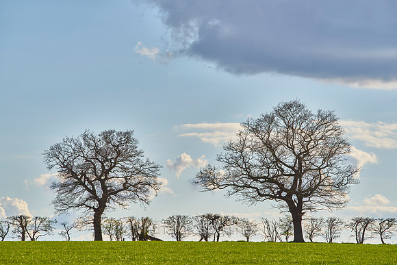 V10N11  Oak Trees, Norfolk, UK