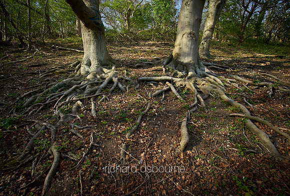 V11F6  NWT Ringstead Downs, Norfolk, UK