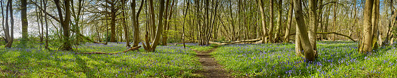 P4F13  NWT Wayland Wood, Norfolk, UK