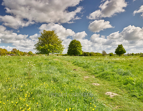 V11N3  NWT New Buckenham Common, Norfolk, UK