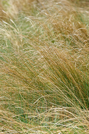 V11D2  Wild Grasses