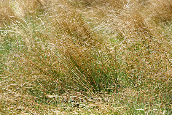 V11D1  Wild Grasses