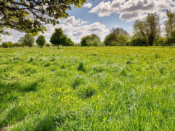 V11N5  NWT New Buckenham Common, Norfolk, UK