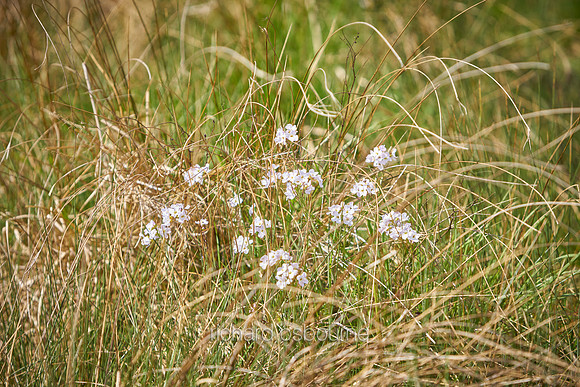 V11W1  Meadow Saxifrage