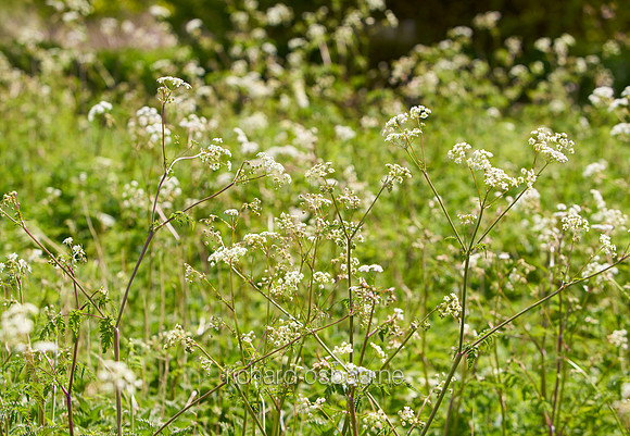 V11W2  Cow Parsley
