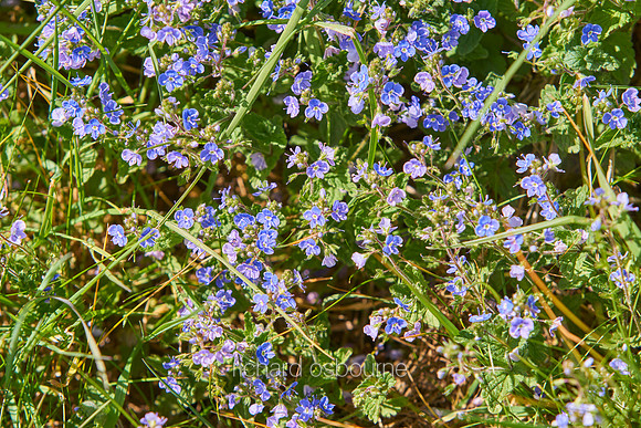 V11W3  Common Field Speedwell