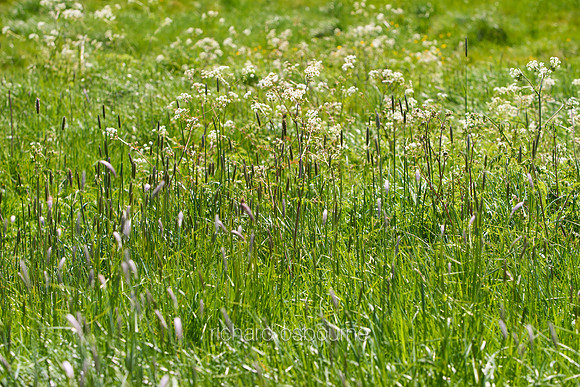 V11W5  Wildflowers and Wild Grasses