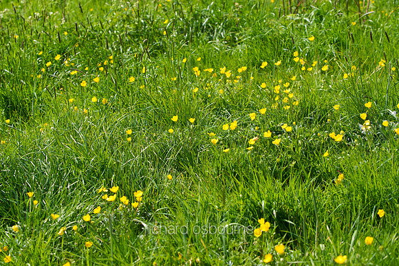 V11W6  Wildflowers and Wild Grasses