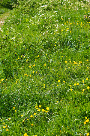 V11W7  Wildflowers and Wild Grasses
