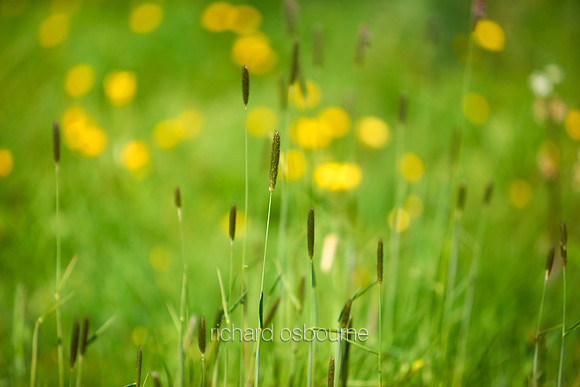 V11D3  Buttercups and Wild Grasses