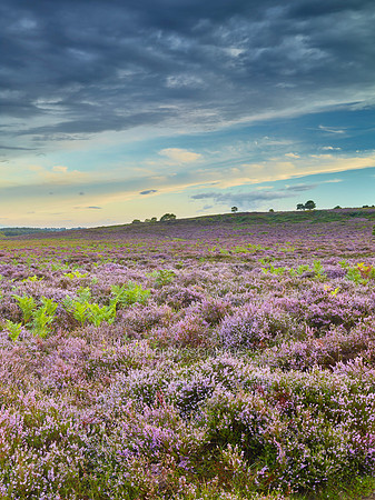 V9N29  NWT Roydon Common, Norfolk, UK