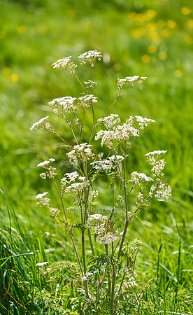 V11W4  Cow Parsley