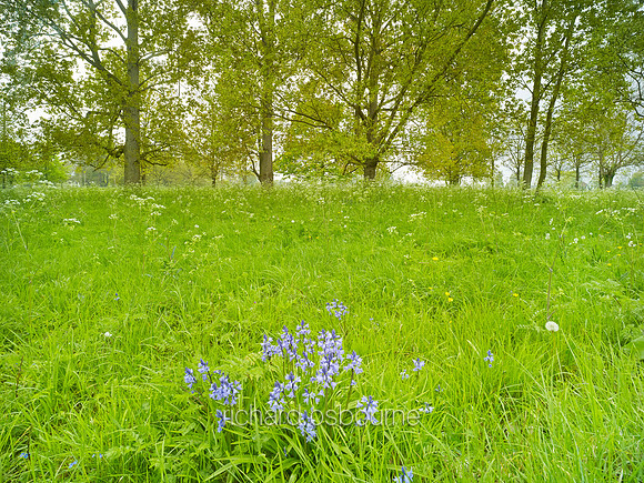Old Buckenham Common, Norfolk, UK