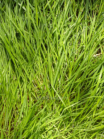 V8D3  Spring Grass After Rain, NWT Alderfen Broad, Norfolk, UK