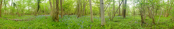 P2F22  Ashwellthorpe Lower Wood, Norfolk, UK