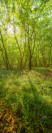 P2F14  Bluebells, NWT Foxley Wood, Norfolk, UK