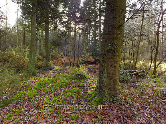V8N9  NWT Bretts Wood, Norfolk, UK