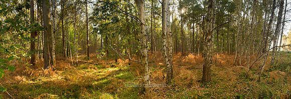 P1F12 - Silver Birches, Thetford Forest, Norfolk, UK