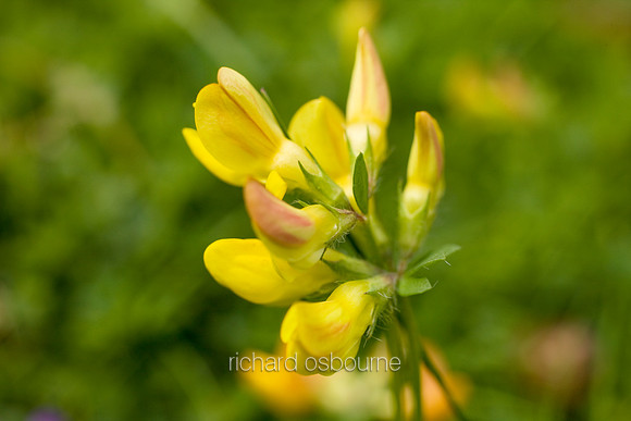 V4W2 Common Birds Food Trefoil
