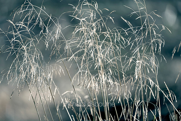 V14T147  Backlit Grasses