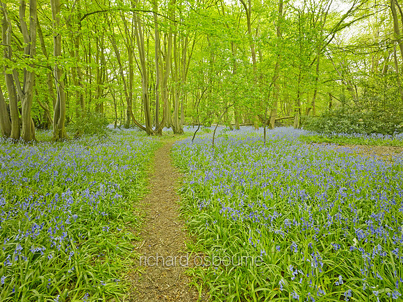 V8W6  Bluebells, NWT Wayland Wood, Norfolk, UK