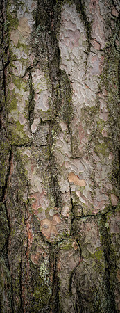 V15T11  Scots Pine Tree Bark