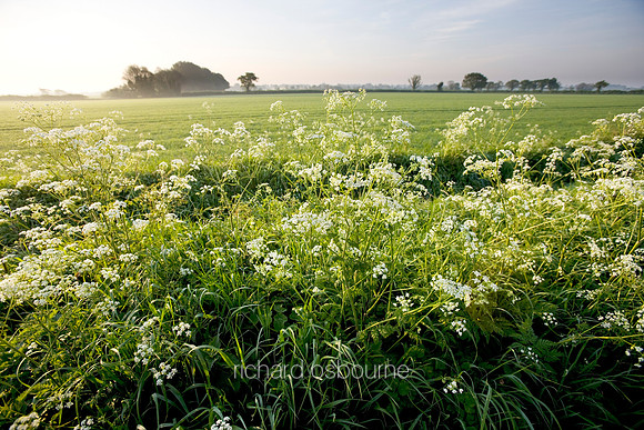 V4L17  Cow Parsley, Norfolk, UK