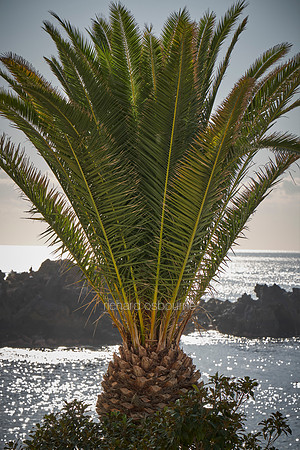 V18L14  Canarian Palm Tree, Tenerife, Spain