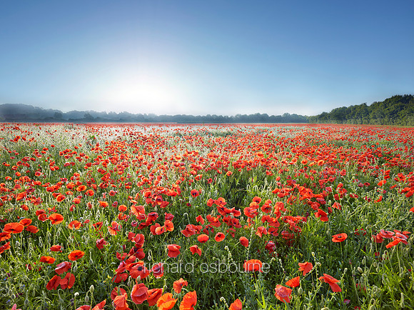 V8N41  Poppies, Norfolk, UK