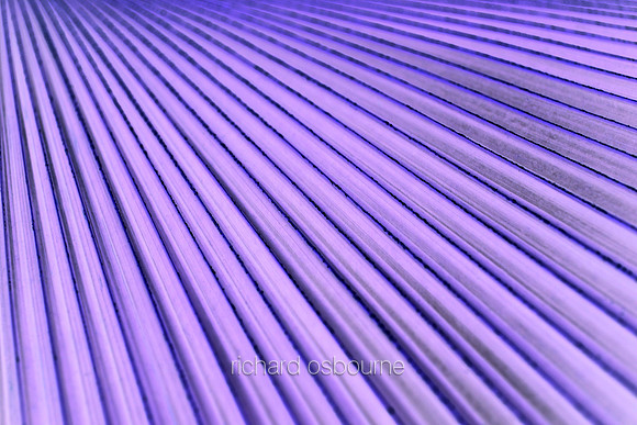 V5A34  Tropical Plant Abstract