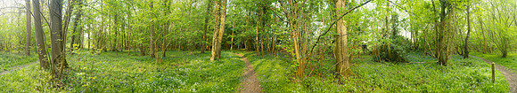 P2F23  Ashwellthorpe Lower Wood, Norfolk, UK