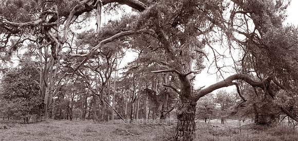 V4BW10  Scots Pines, NWT East Wretham Heath, Norfolk, UK
