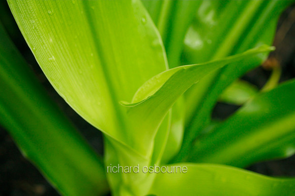 V5D29  Swamp Lily, Crinum asiaticum var. pedunculatum