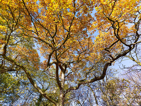 V7F39  Autumn, Wythenshawe Park, Manchester, UK