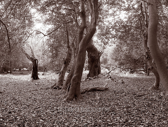 V4BW9  Staverton Thicks, Suffolk, UK