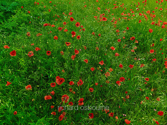 V6W11  Poppies, Tasburgh, Norfolk, UK