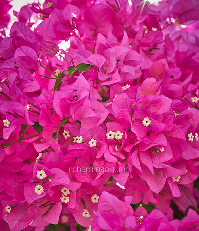 V18FL1  Bougainvillea, Tenerife, Spain