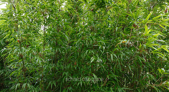 V6D3  Bamboo