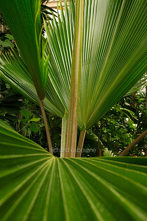 V5D40  Bush Palmetto Sabal Minor