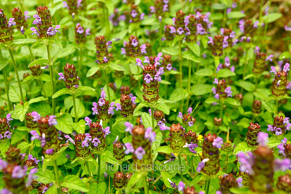 V5W27  Selfheal Wildflowers