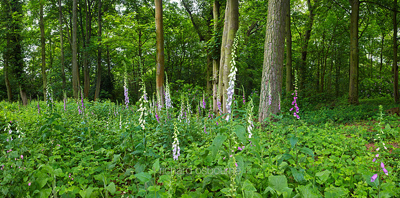 P3F40  Foxgloves, Norfolk, UK